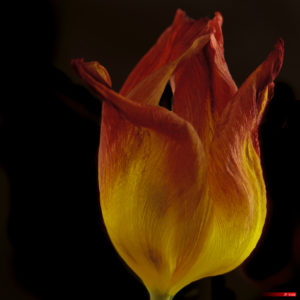 Tulip Stamen 2103-16